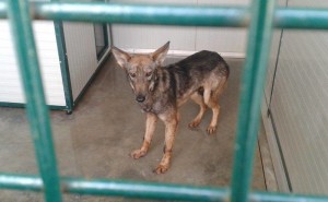 ibridi cane lupo alberta