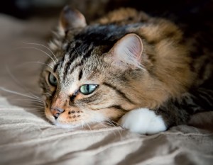 gatto-che-soffre-d'ansia (4)