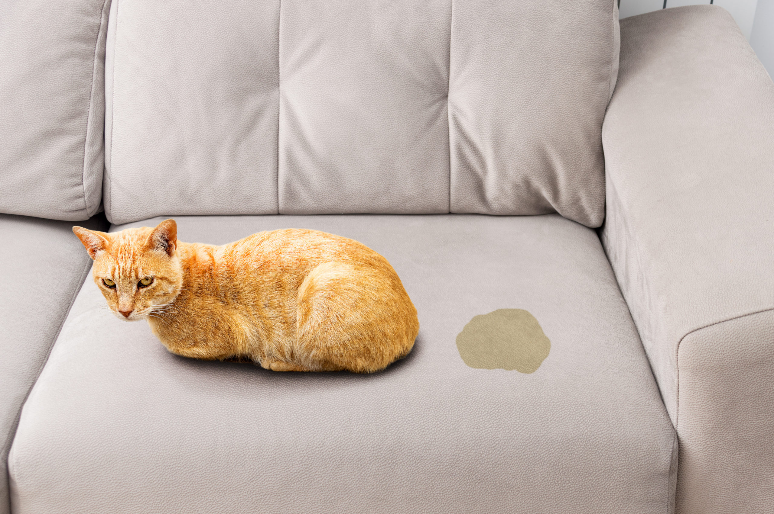 gatto che ha fatto la pipì sul divano, non è un dispetto ma un disagio.