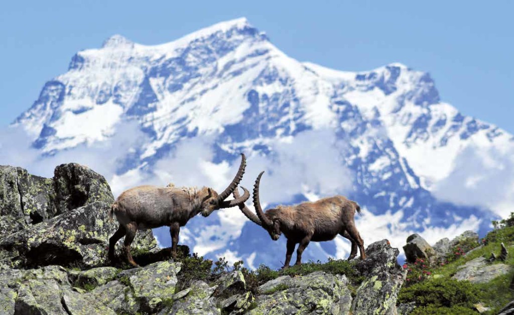 parco del gran paradiso