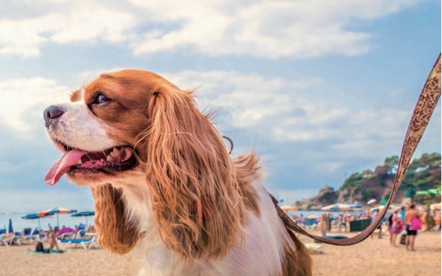 Vacanze con il cane: come scegliere la propria meta