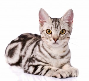 American-Shorthair (1)