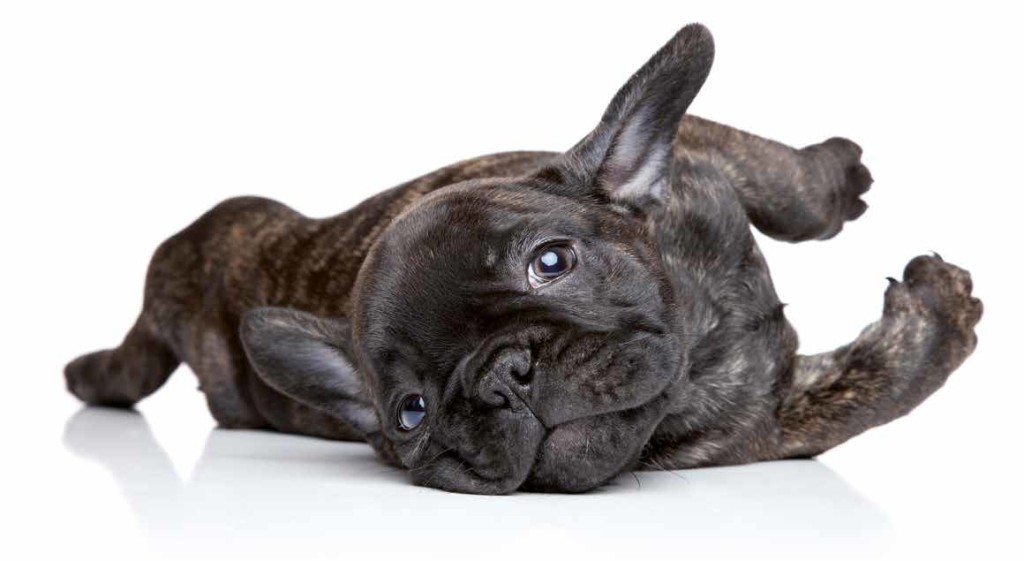 Bouledogue Francese