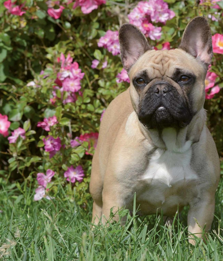 Bouledogue Francese