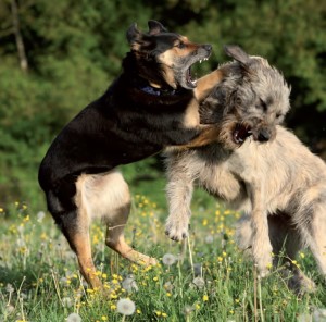 Comportamento aggressivo