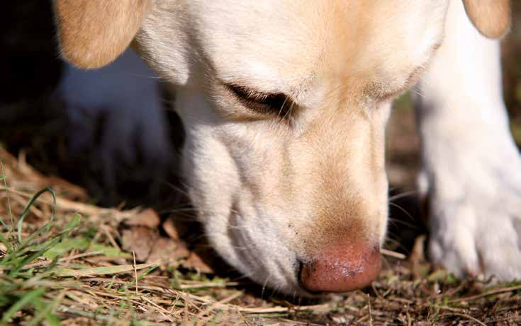 Comportamento del cane