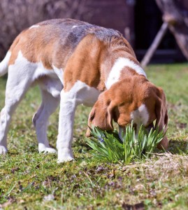 Comportamento del cane