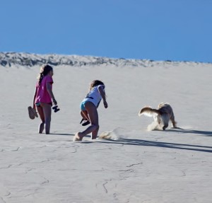 Il cane in spiaggia