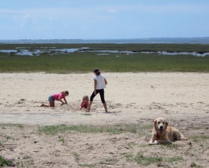 Il cane in spiaggia