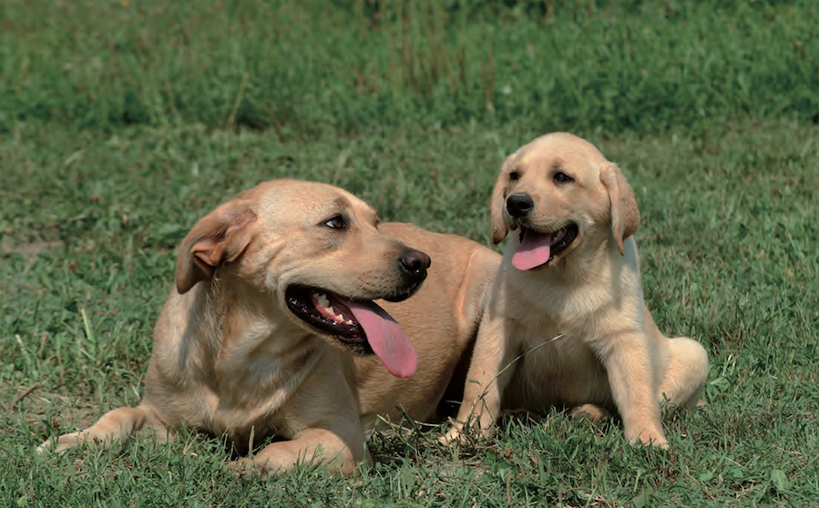 Labrador Retriever