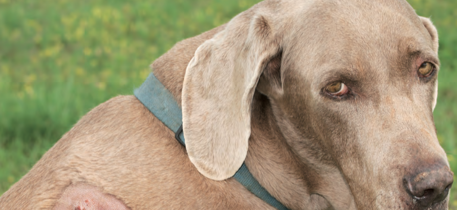 Laserterapia per animali