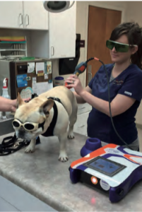 Laserterapia per animali