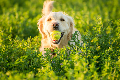 Mangime per cani