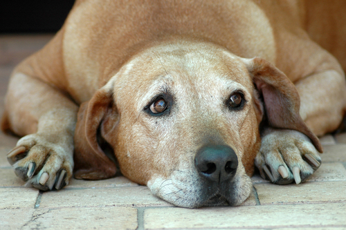 Problemi alla prostata nel cane