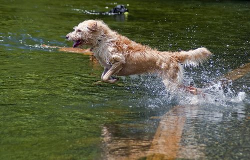 Spiagge per cani