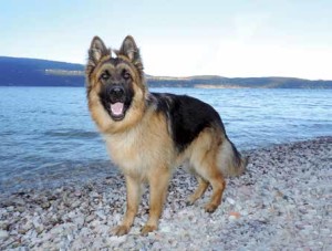 Spiagge-per-cani4