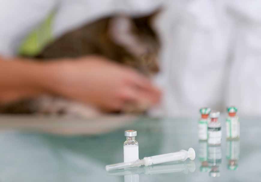 Sterilizzare cani e gatti