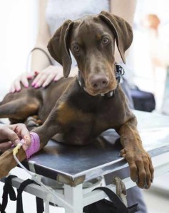 Sterilizzare cani e gatti
