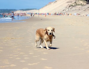 Al mare con il cane