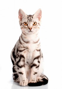 american shorthair