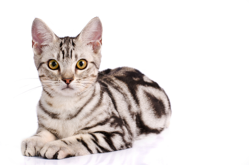 american shorthair