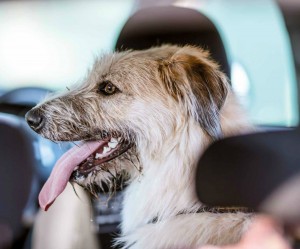 Cane che sta male in macchina: come salvare il viaggio?