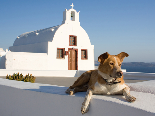 cane in chiesa