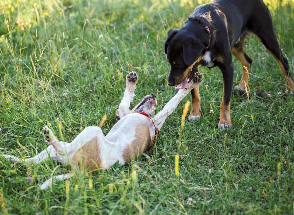 contagio-emotivo-nei-cani3