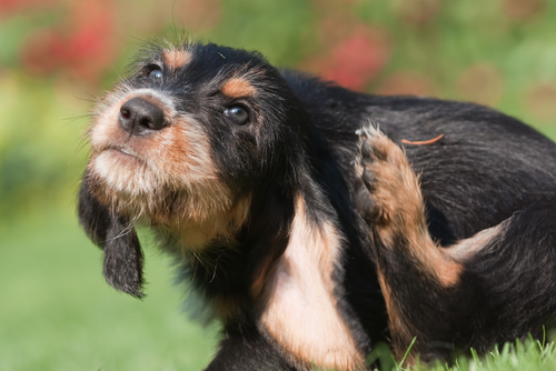 prurito nel cane