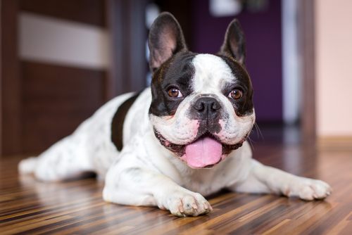 Accessori per cani e gatti: cura, benessere e divertimento - Quattro Zampe