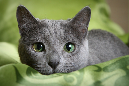 Blu di Russia e Nebelung diversi solo nel look