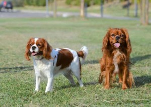 Cavalier King 