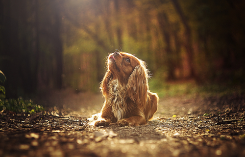 Cavalier King