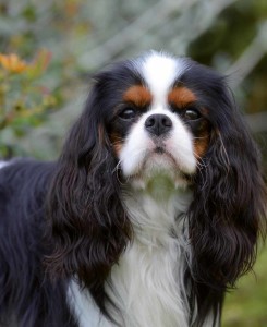 Cavalier King 