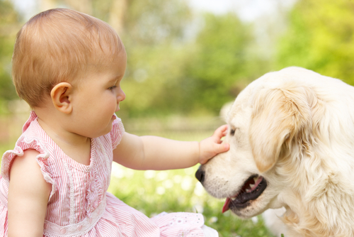 Good Dog Happy Baby