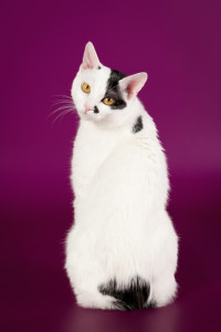 Japanese Bobtail 