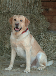 Labrador Retriever