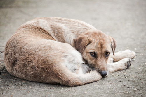 Microchip per il cane