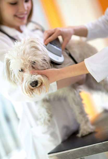 Microchip per il cane