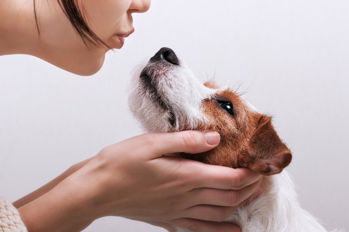 Biscotti per cani