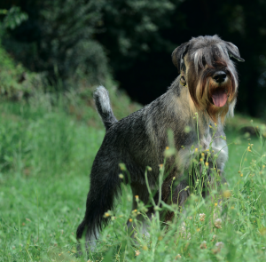 Schnauzer