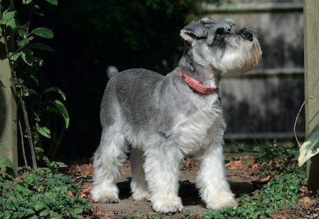 Schnauzer nano