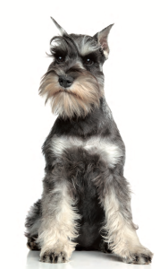 Schnauzer nano