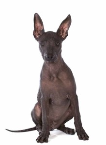  Xoloitzcuintle