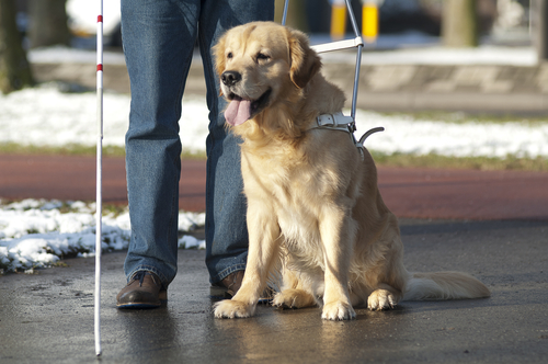 Cane guida