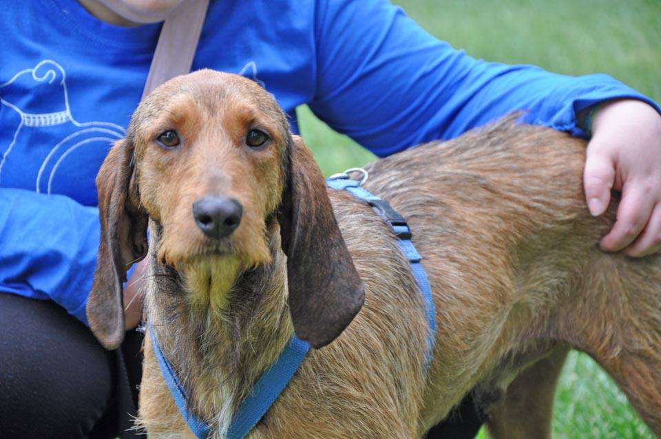 Cani da adottare in festa a Settimo Milanese