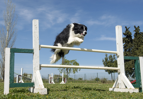 Agility