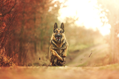 Articolazioni del cane