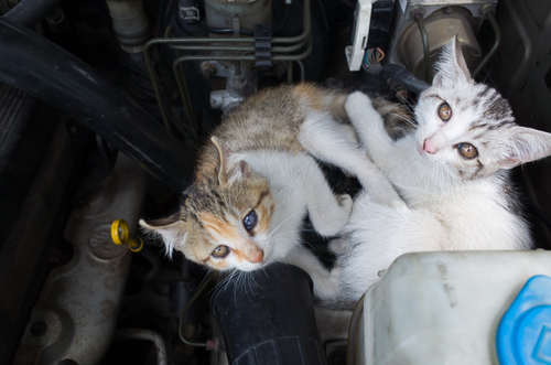 Gatto nel cofano