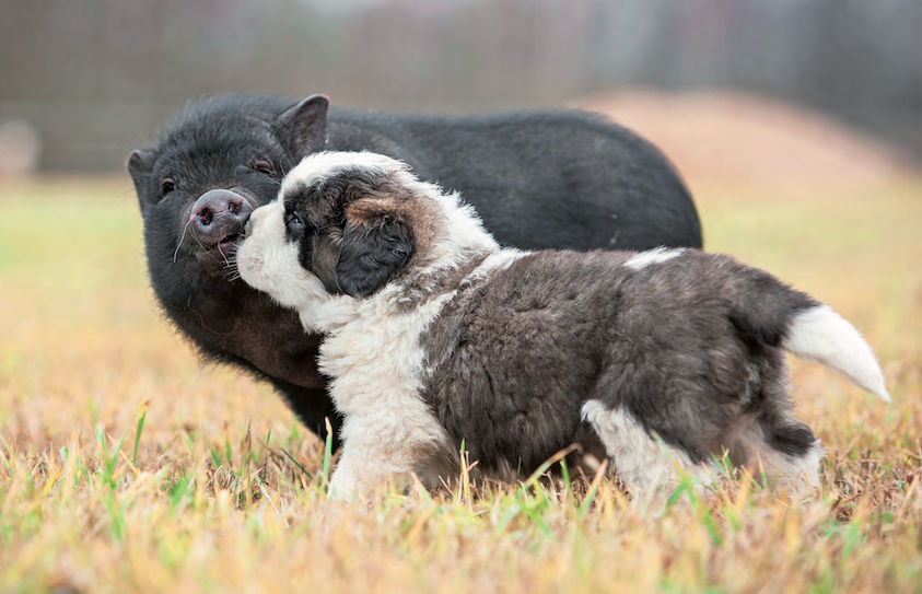 Gli animali provano sentimenti